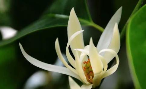 金桂|几种植物全身“飘香”,香味经久不散,家里摆上一盆,生活更舒适