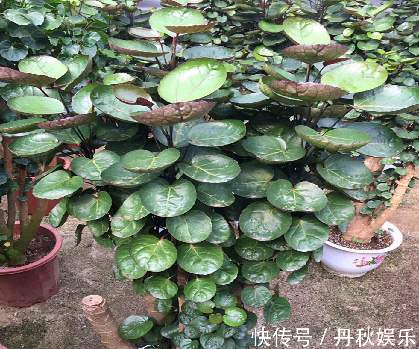 铜钱草|6种“聚财花”,养在家里好兆头,漂亮又大气,还有好运满满