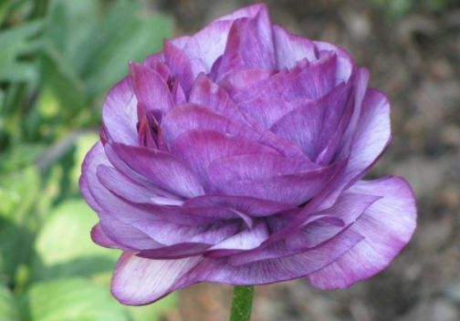 养这几款花,枝条插土就生根,不用费心打理,花开繁盛惹人爱