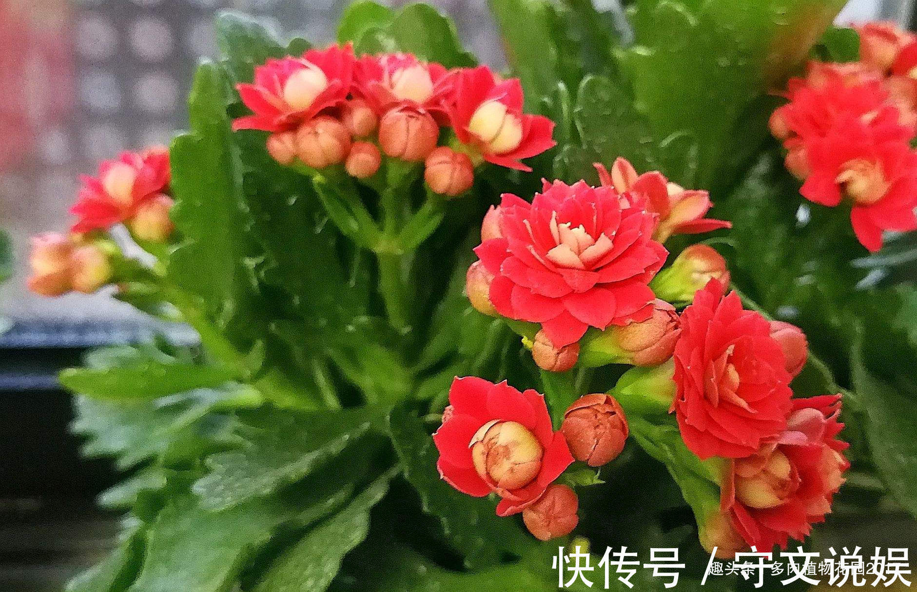 长寿花没有精神,可能问题出在这四点,做好花多叶绿