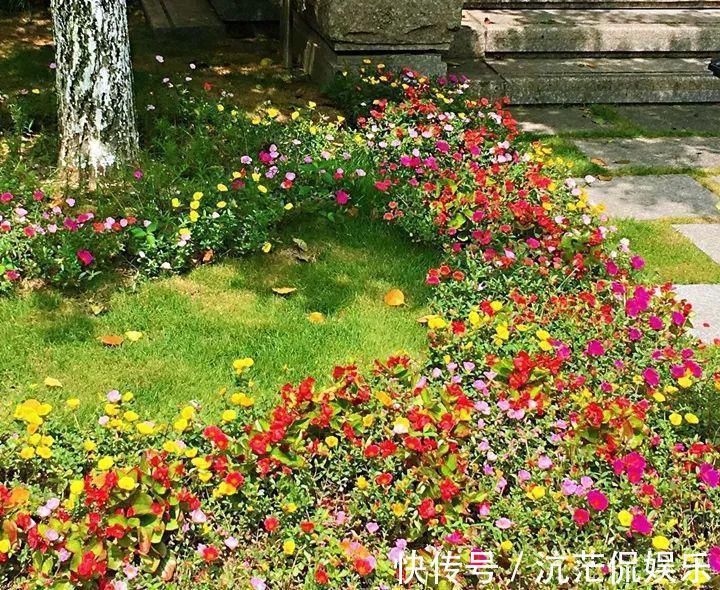 花花|不怕热不怕晒的花,切碎扔土里就活,大写的服!