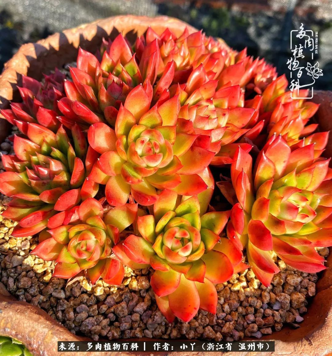 祖上无院家里无矿,一腔浪漫情怀付诸楼顶造花!