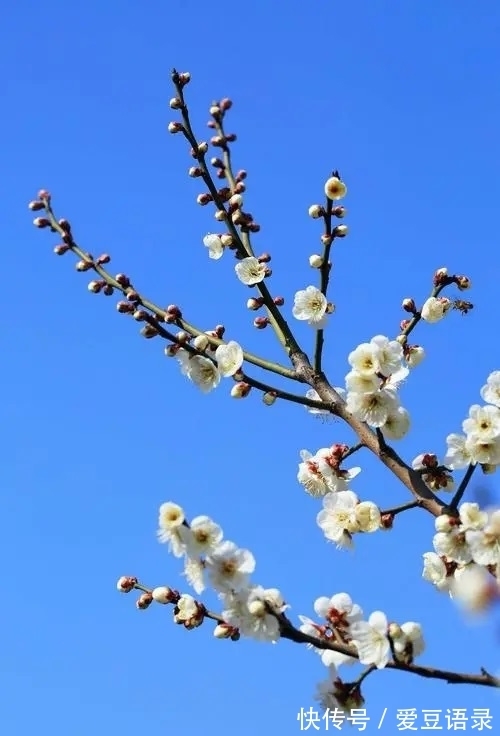 梅花#寒冬早梅诗四首,一树寒梅白玉条,疑是经冬雪未销