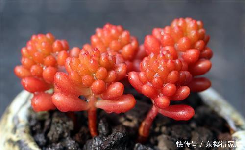 为您整理20款红色系多肉,热情奔放,总有一款是你迷恋的!