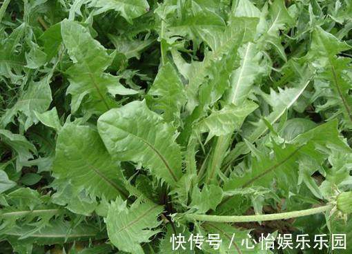 蒲公英|女人养肝就是抗衰老，3种野菜，养肝护肝，肝脏舒服，人才显年轻