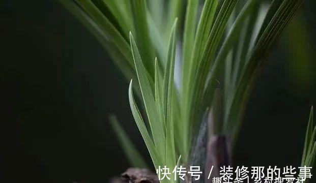 植料|兰花一直养不壮？而且难开花？这些原因如何处理？教你一个小技巧