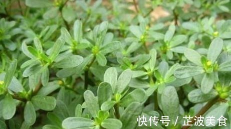 薄荷|女性养肝便是保命,3类野菜,呵护肝脏,肝脏舒服,人才显年轻!