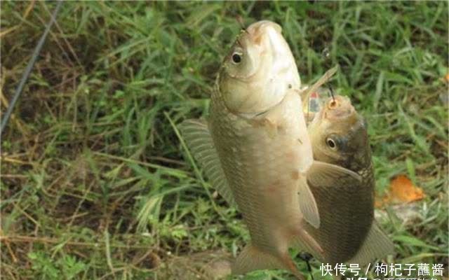 仲春鲫鱼会上浮，别忘了使用飞铅钓，找准鱼层，大鲫鱼快速入鱼护