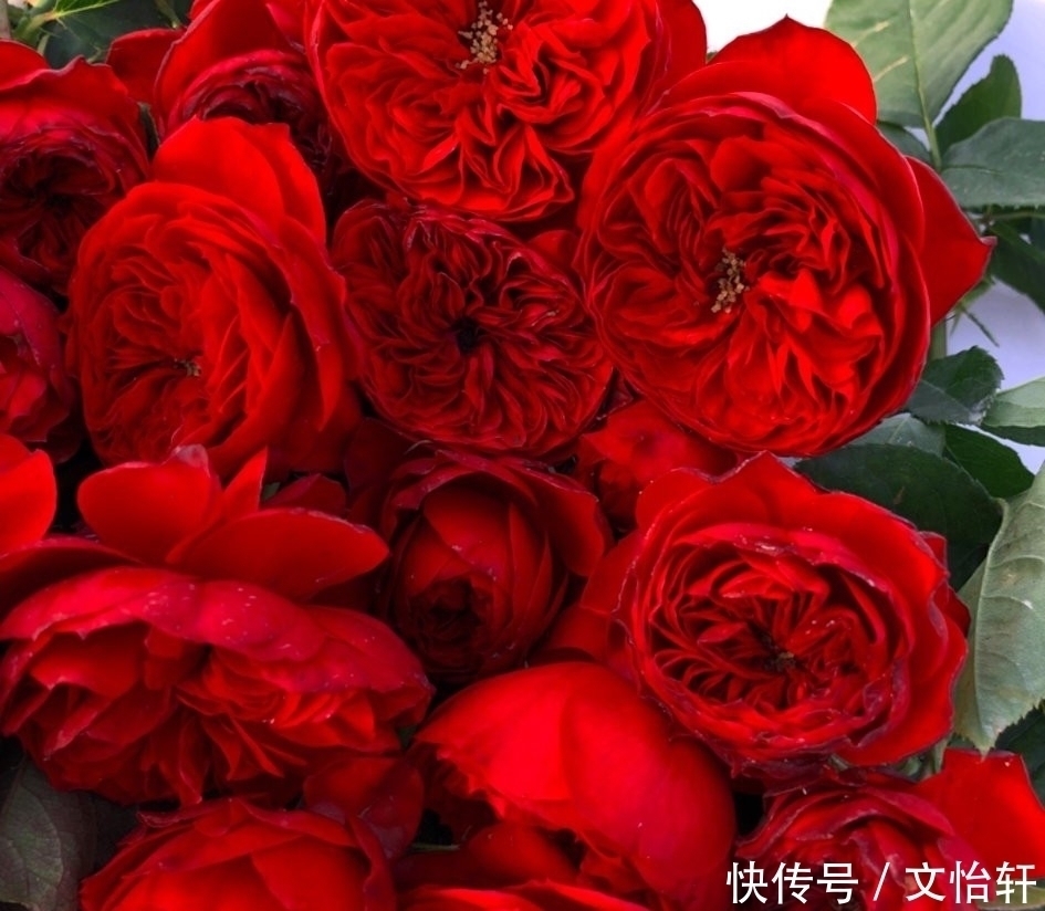 品种|100个月季品种，千姿百态，每个都很漂亮，图名并茂，值得收藏