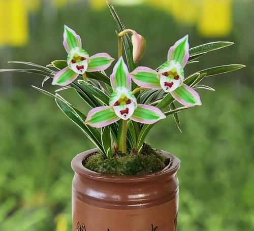  迷人|此兰花色迷人，花香浓郁，叶带金边线艺，欣赏价值极高