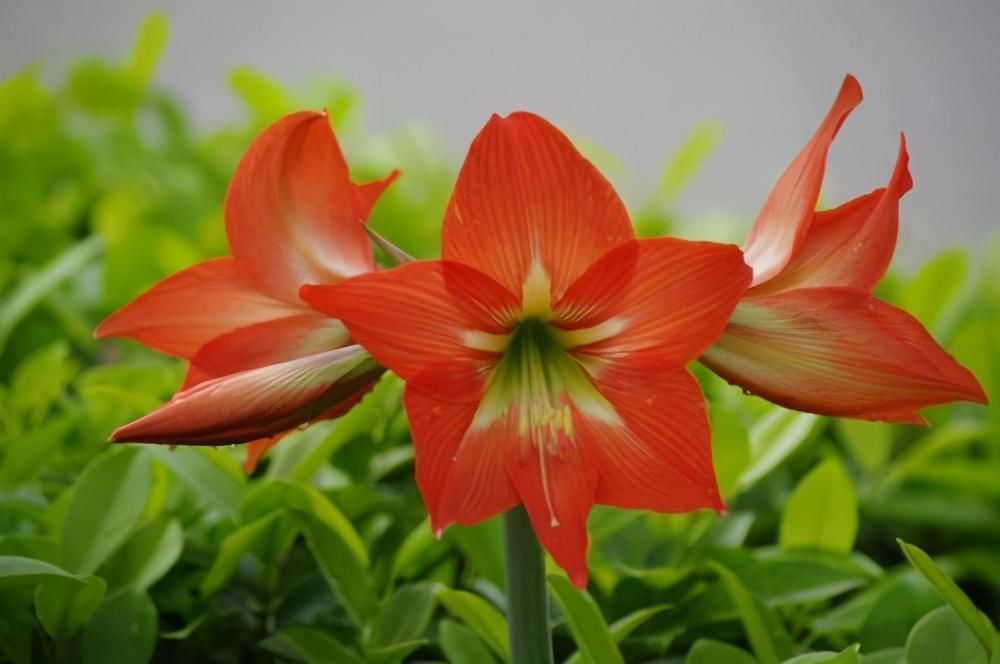 花卉|这5种花看着只能养一年，其实花期长，能养好几年，年年能开花