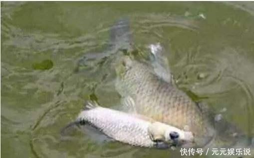 水域|别把钓草鱼看的那么难，做到这几点，连竿中鱼如若等闲