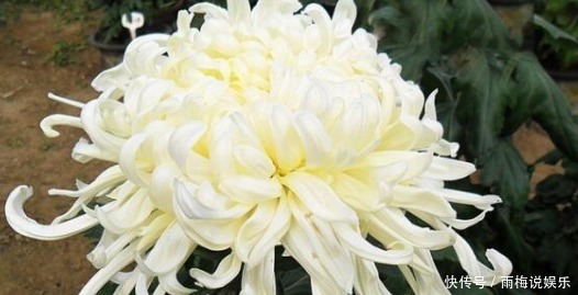 清新|喜欢养花,不妨养菊花精品海天一色,清新淡雅,美轮美奂