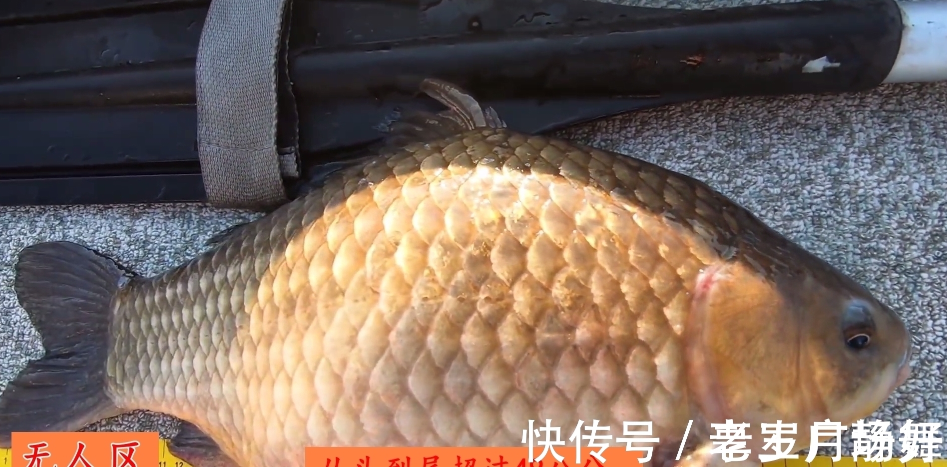 野生鲫鱼能长到半米长?北方钓友无人区钓起5.2斤野生大板鲫