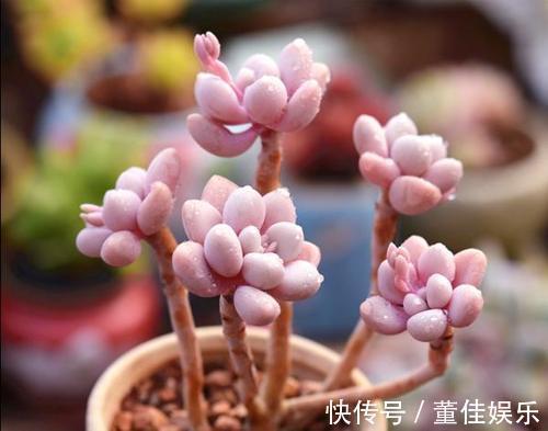 花盆|3种多肉养不死,丢在花盆里,3个月长满盆,小白变高手