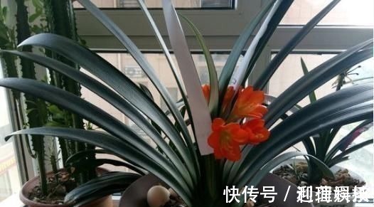 鸡蛋壳|养君子兰，喂上两个“蛋”，叶片壮实像白菜，花朵蹭蹭蹿