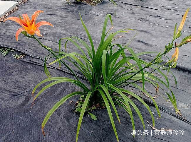 农村|是药也是菜,农村随处可见,看到就摘多点,吃不完晒干存起来