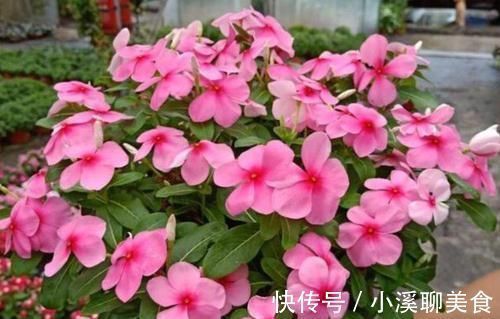 阳台最适合养3种花,30天不浇水照样生长,一年开花不断