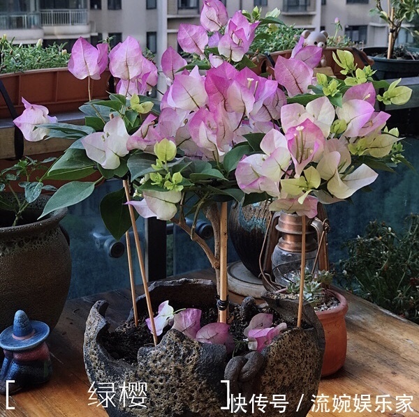 爆盆|喜欢三角梅“花朵爆盆”，首选8个品种，养护记住4个“小技巧”
