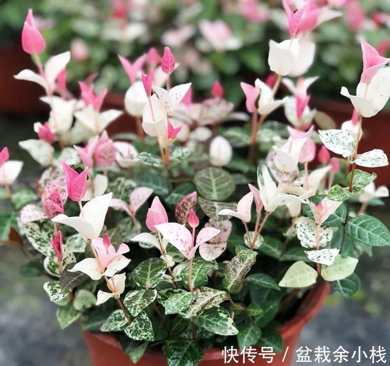 优雅灵动婉转清丽的花叶藤草,花叶络石这么养护,缤纷芳菲如彩蝶