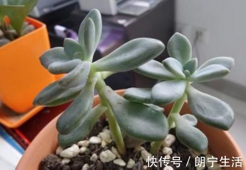 养多肉植物 做忌3点 难怪一养就徒长 现在改正还不晚 粉紫色