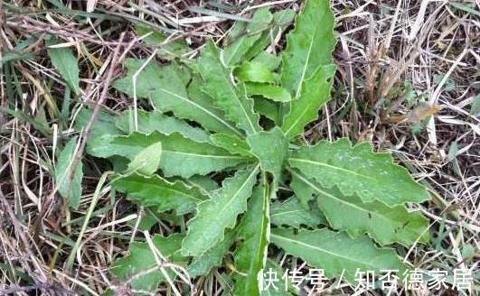 冬病夏治|农村一种野菜是“抗肿瘤之王”,清热解毒,凉血明目,你认识吗