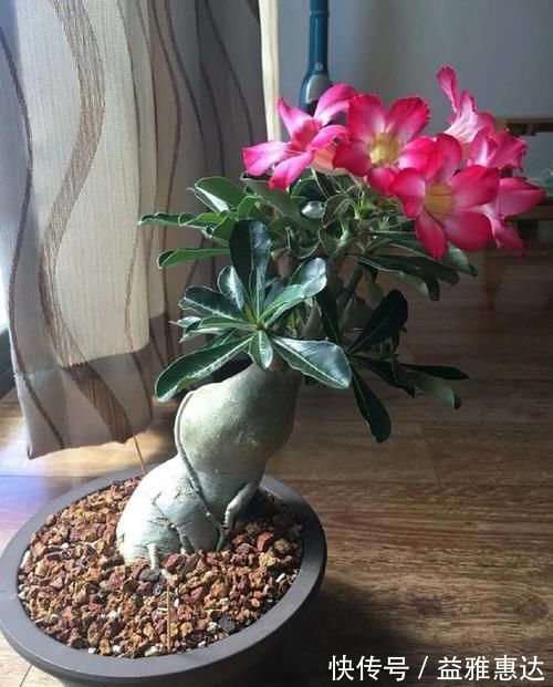 超好养活的花，美丽不输牡丹，花期300天，抗高温抗干旱！