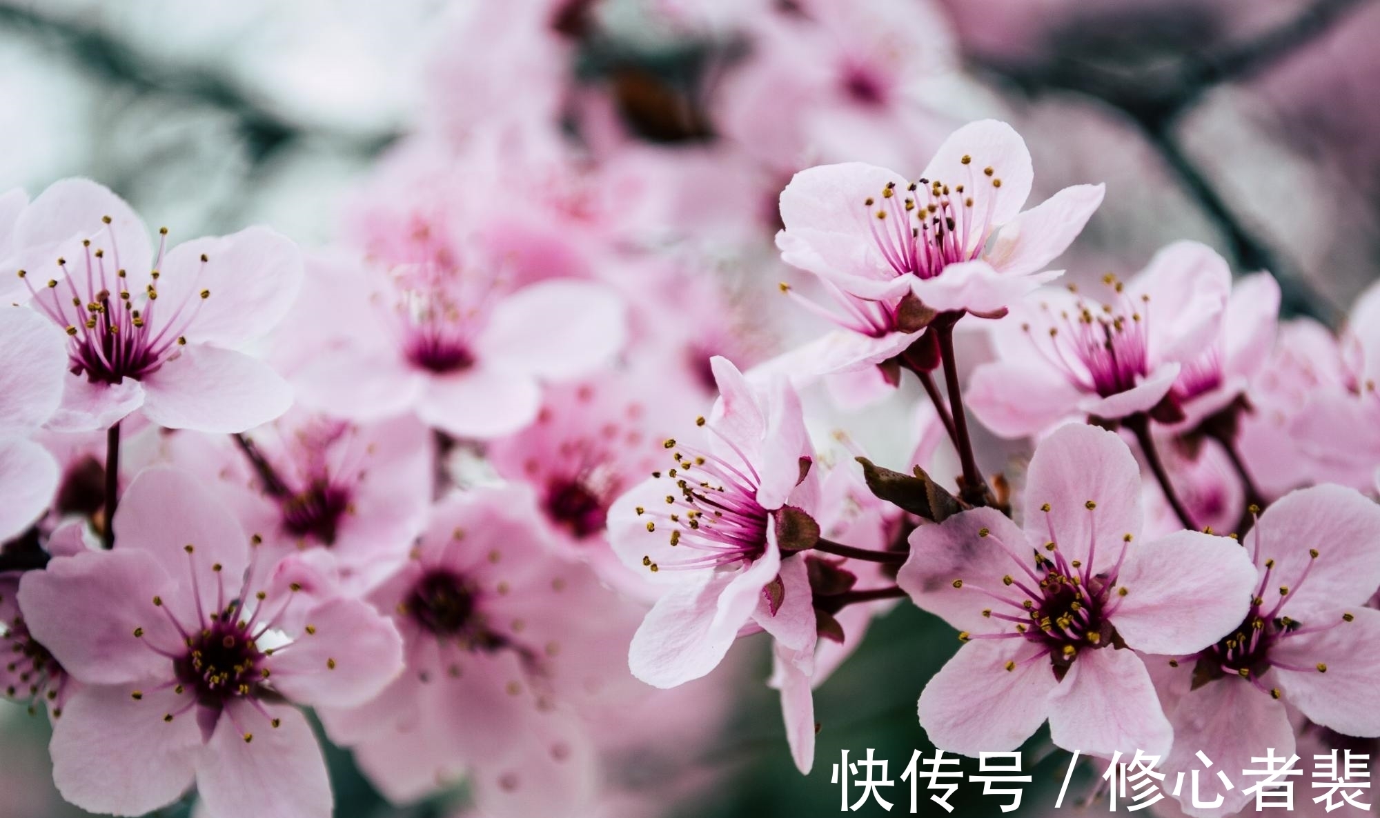 伤春悲秋!欧阳修写给少年的一首诗,开头14字豁达,结尾10字却十分尖锐