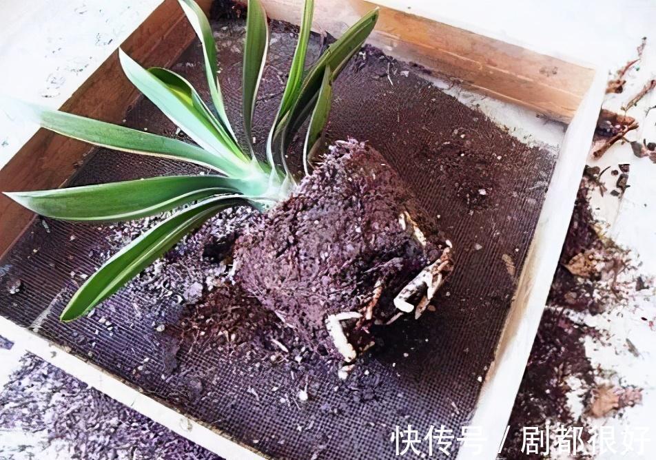 秋天养君子兰,“死记硬背”四大原则,冬天大爆花,花箭拔得多