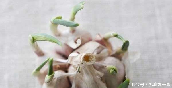 心脑血管|发了芽的大蒜,比黄金还珍贵,许多人还不了解,早知早受益!