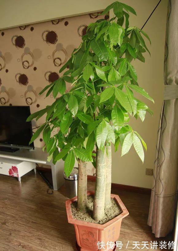 公认“不好养”的3种花,没有一定的养花经验,别贸然入手