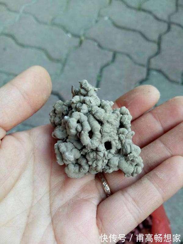 雨过天晴,拿着铲子去路边,挖点“蚯蚓土”回家晒一晒,用来养花