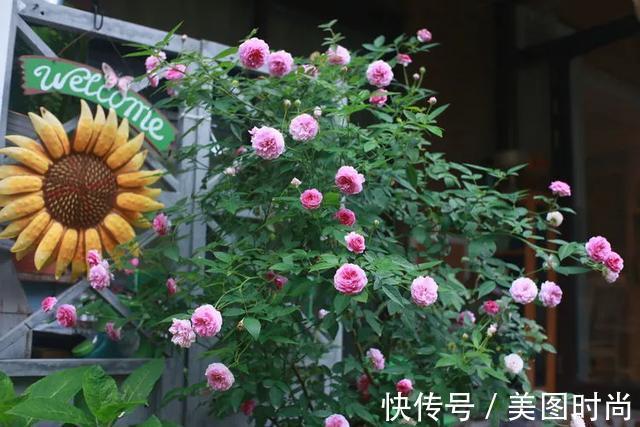 黄先森|3年前,他买了一栋带花园的小洋房,为她打造了一个童话般的花园