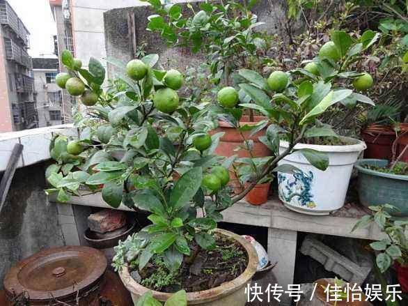 柠檬树|3种“香香树”,剪个枝丫,插土里,15天生根,开花满屋香