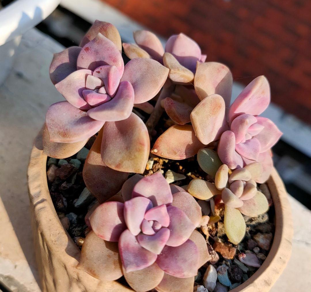 3种多肉，天冷也能生长，颜色状态美美哒，适合懒人养