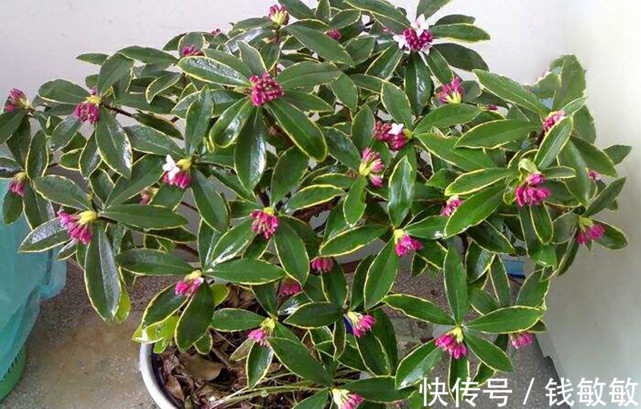 植物趣谈:花中祥瑞的瑞香