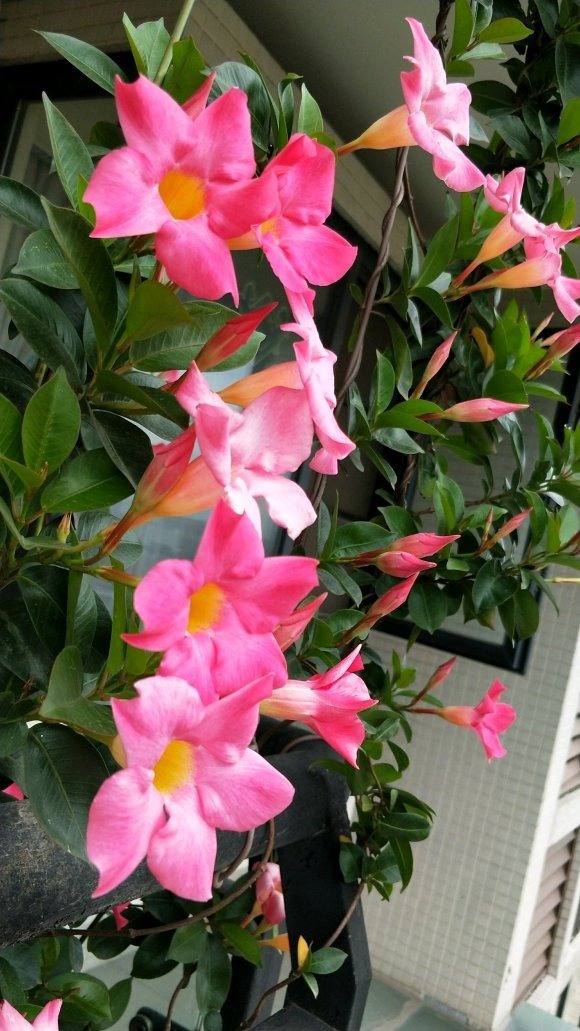 这花一开就是大半年，枝条沾土就活，种阳台长成花帘子！
