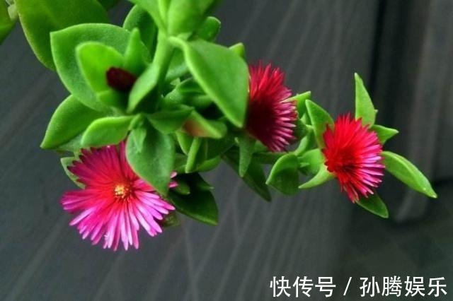 牡丹|牡丹吊兰不仅是花,还是“吃货”的美味,掐个枝插土里,窜了3米