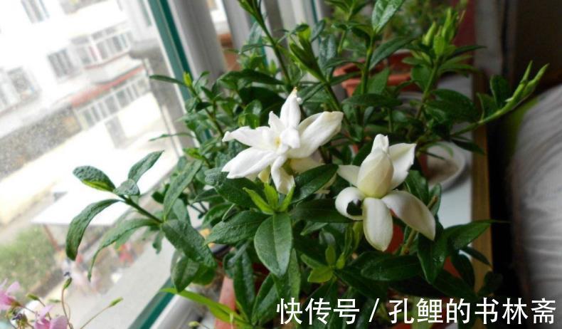 花芽|8月盆栽栀子花,4点打理到位,植株呼呼往外冒花苞