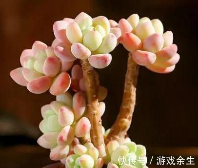 4种多肉很惹人喜欢，简单养护，天冷出状态十分美丽