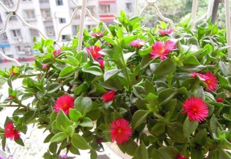 几款花卉,花开繁盛花香怡人,花期超长,一开就停不下来