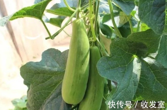 清肺利咽|立秋后,晚上当零食吃几片,能清肺利咽,治咽喉肿痛,谁吃谁好