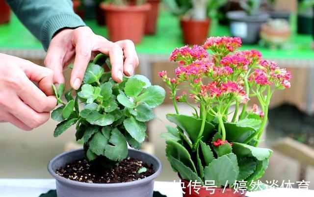 好时机|年后一定要逛花市，因为是“捡漏”的好时机，养花老手都会去溜达