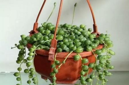 7种“美”多肉，夏天养成“瀑布”，叶片肉嘟嘟，格外好看！