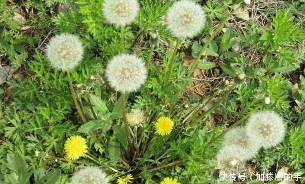 蒲公英泡水“四大好处”“三个不喝”都要知道,切忌盲目从众