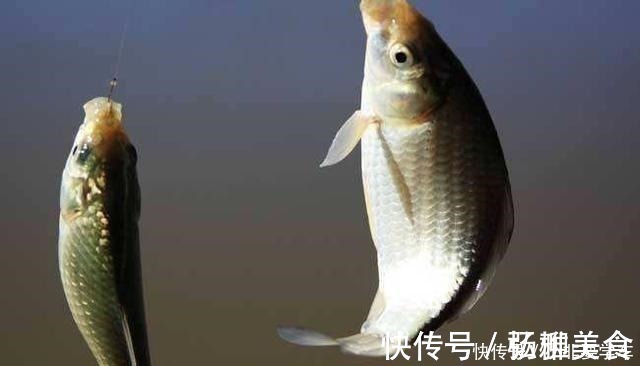 饵料|野钓鲫鱼为何全是送漂,黑漂和钝口很少道理很简单!