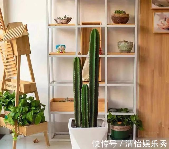 养护|8种“丑花”,个个都有好兆头,家里养几盆,镇宅吉祥,越养越爱