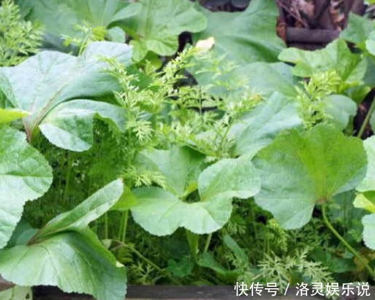 价值|乡下一种野草,价值珍贵,是一种珍贵的良药,可防止疾病