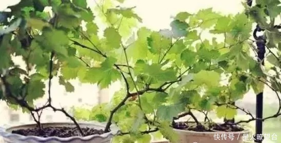 结果多、好养活、不占地方的6种水果，阳台也可以收获满满一大盆