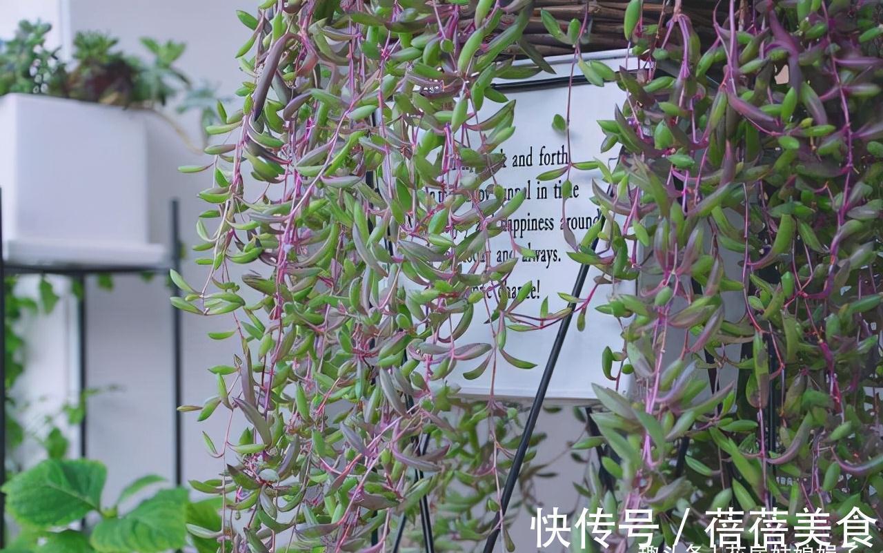 家居空间小没地方养花?16种适合吊养的花,小空间养花的必备良品